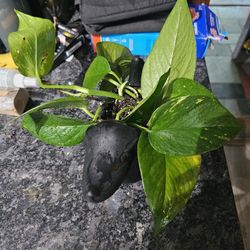 Dog Ceramic Planter With Pothos