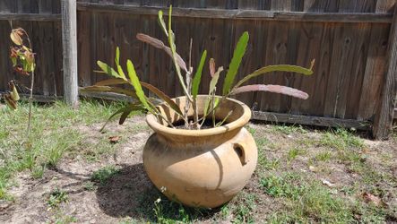 Mature Succulent Potted Plant