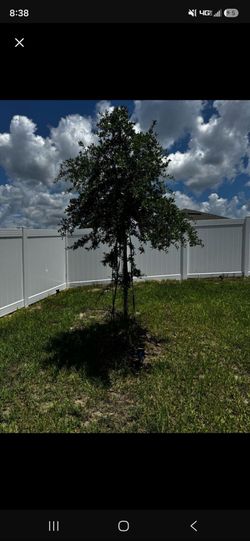 2 oak trees 45 gallons