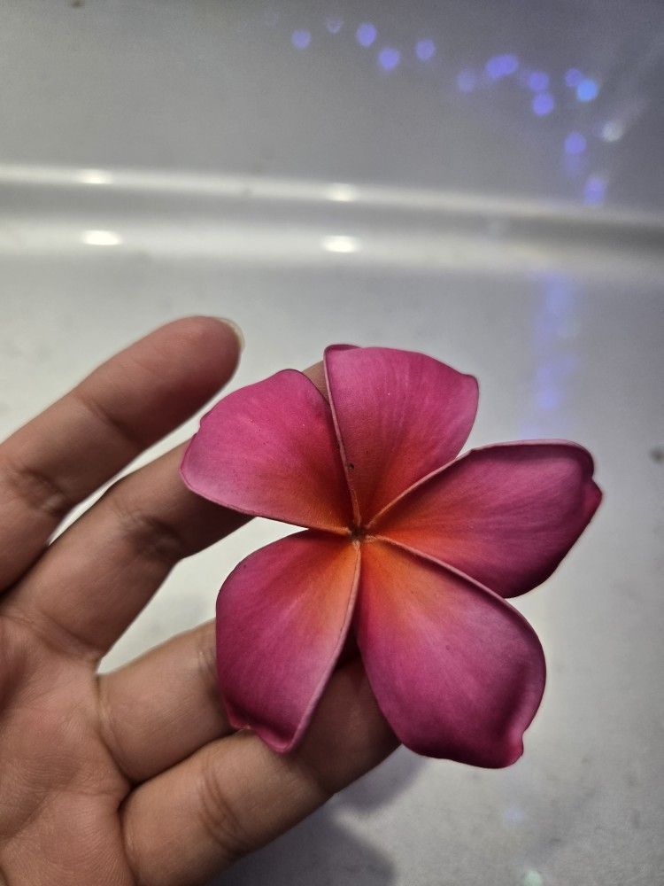 Cutting plumeria 