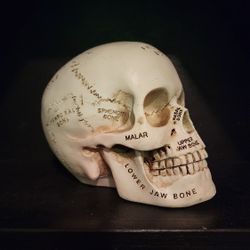 Anatomy Skull (Small Scale) Oddities/Decor