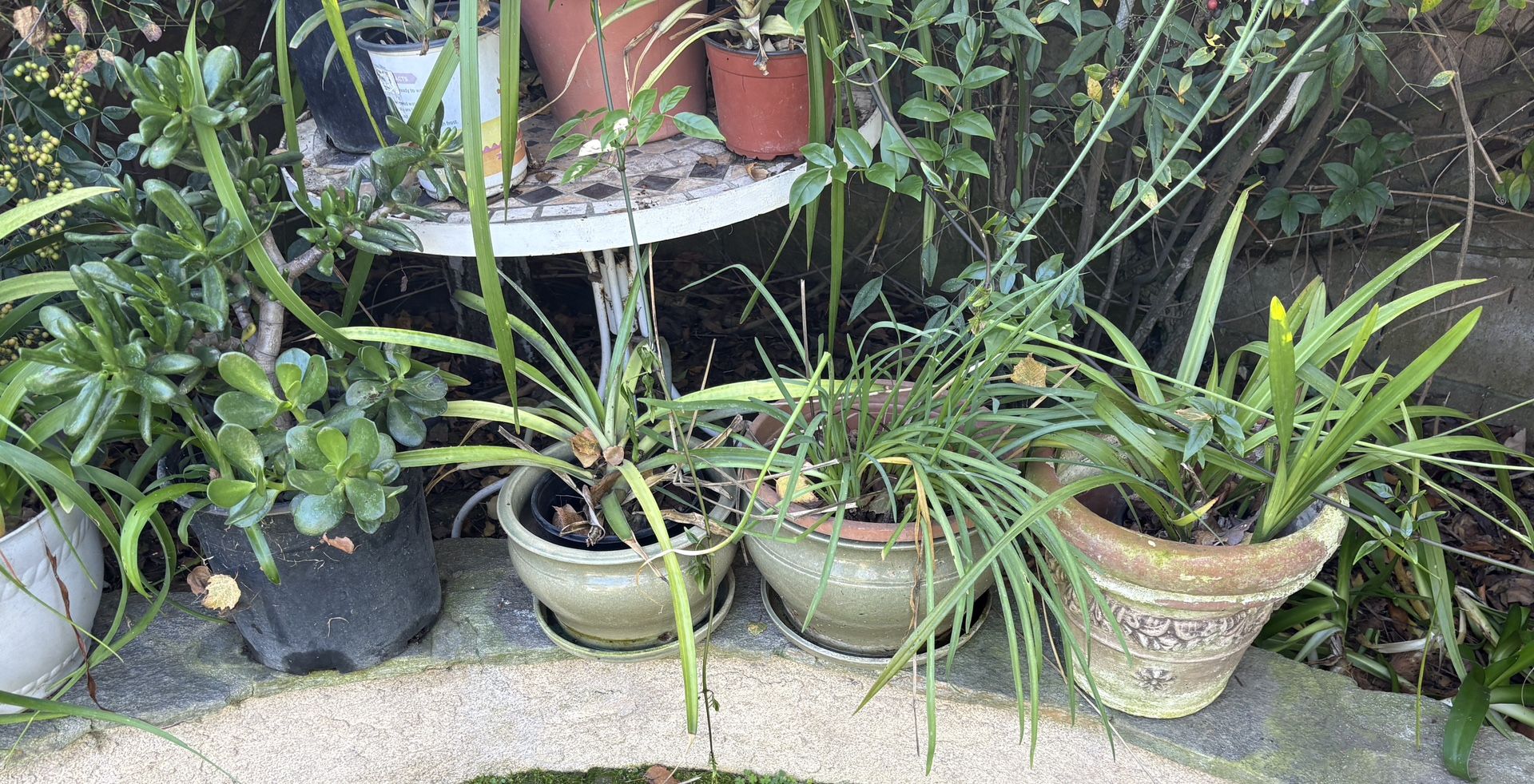 Plants Galore But Not A Store 