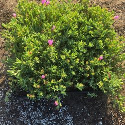 Ice Plant