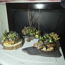 Rustic wood log/roots planters w/ decorative jade & crystal
Variety of succulents & cactus 🌵 