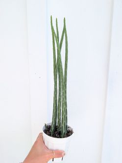 Pickle Plant 4" Pot - Indoor House Plants