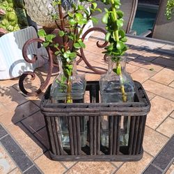 $15 Propagation Jars In Wooden Stand, With Easy Care Elephant Plant Succulent 