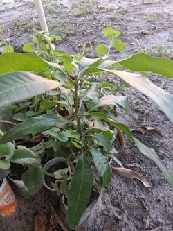 Mango trees for sale