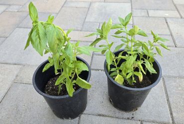 Italian Basil $10 Each