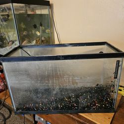 Fish Tank 