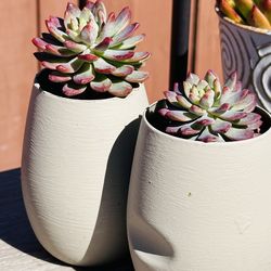 Cute succulents in egg pot