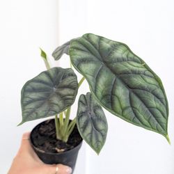 Alocasia Baginda Dragon Scale Plant 4" Pot - Indoor House Plants
