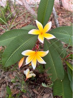 Plumerias