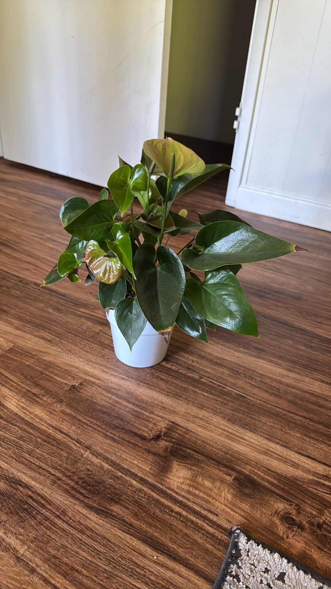 Anthurium indoor plant