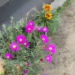 Purple Ice plant 