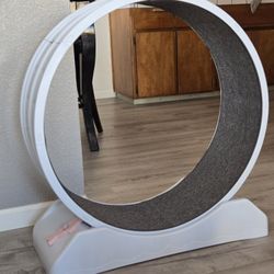 Cat Treadmill 