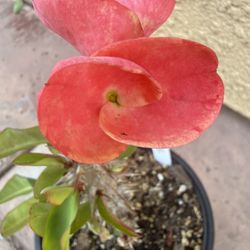 Corona De Cristo Blush