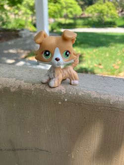 Littlest pet shop collie