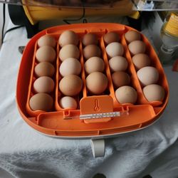 Free Range Organic Eggs  