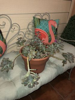 Large beautiful succulents $30