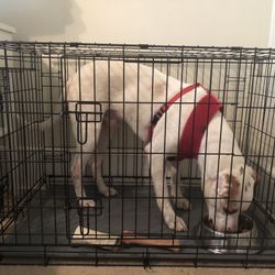 Dog crate