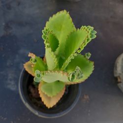 Mother Of Thousands Plant