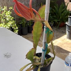 Epiphyllum Plant One Gallon Pot