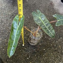 Well Rooted Huge 9-10” leaf Philodendron Billietiae; exact plant 95820