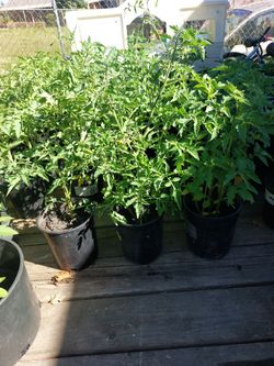 Tomato Plants 