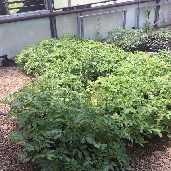 san marzano tomato plants for sale san marzano tomato plants for sale
