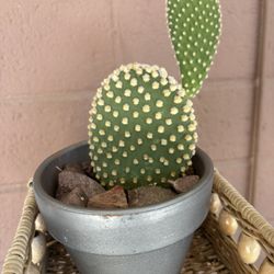  Bunny Ear Cactus