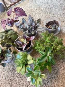 10 plants bundle