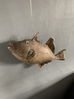 Triggerfish Fish Mount