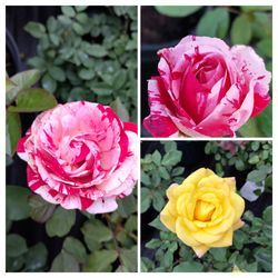 Roses 🌹🌹🌹🌹