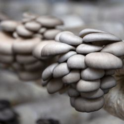 🍄 Organic Mushroom Grow Kits – Easy, Fun & Fresh at Home! 🍄