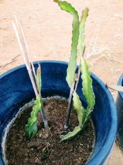 Dragon fruit cactus