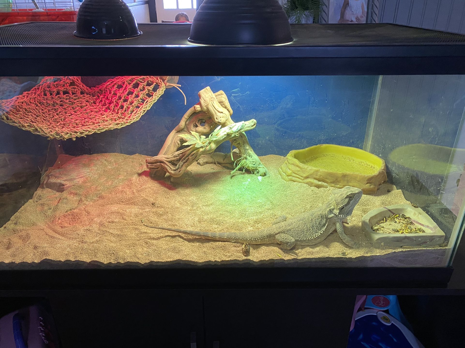 40 Gallon Breeder Tank