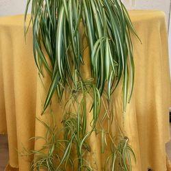 Spider Plant Huge 