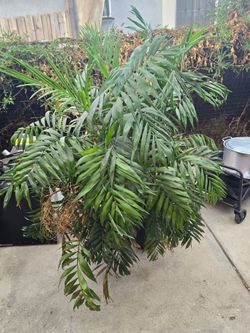 Parlor Palm 12 in pot