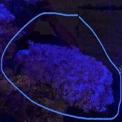 Large Fake Pulsating Xenia Rock Coral Decoration 