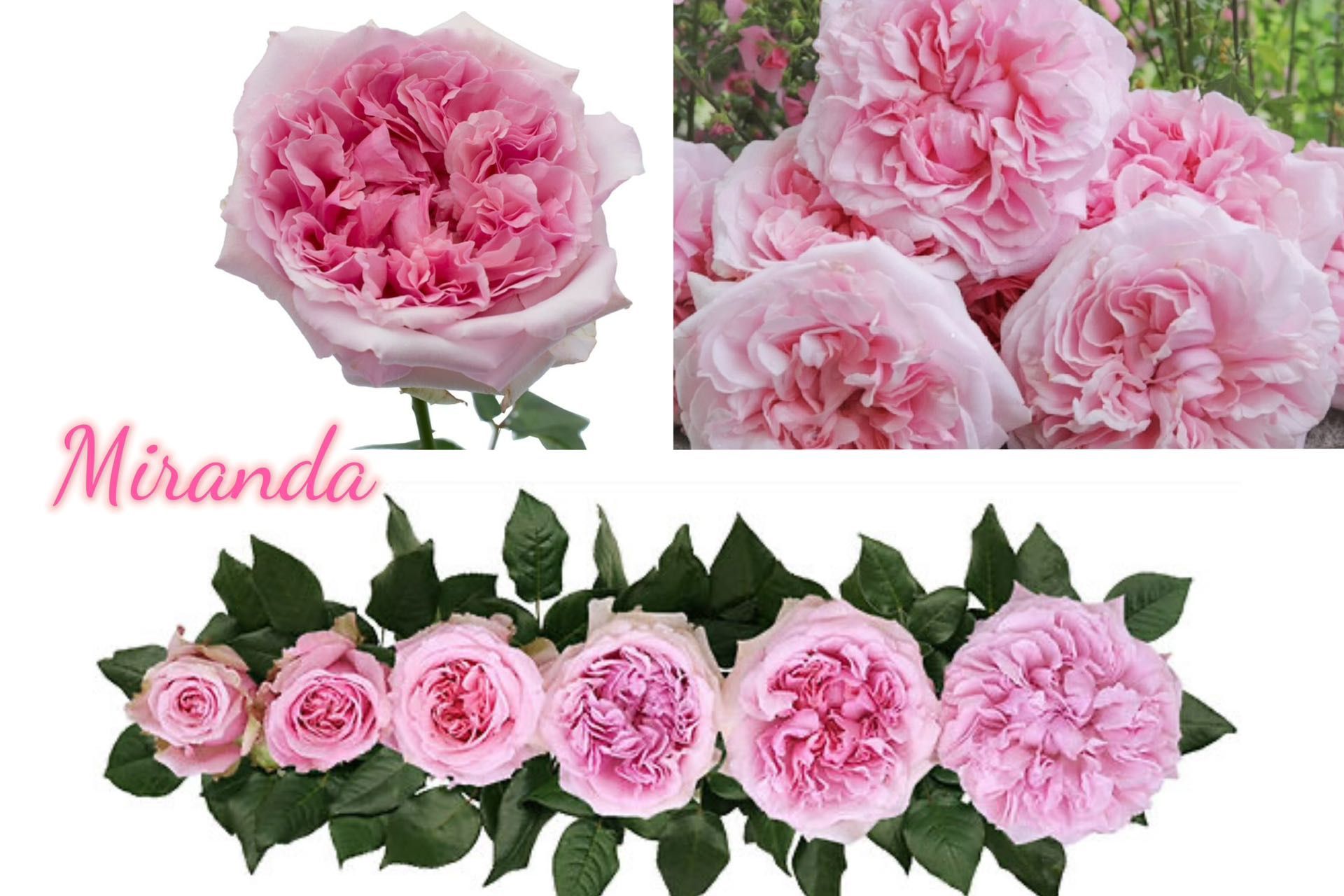 Miranda Rose Plant