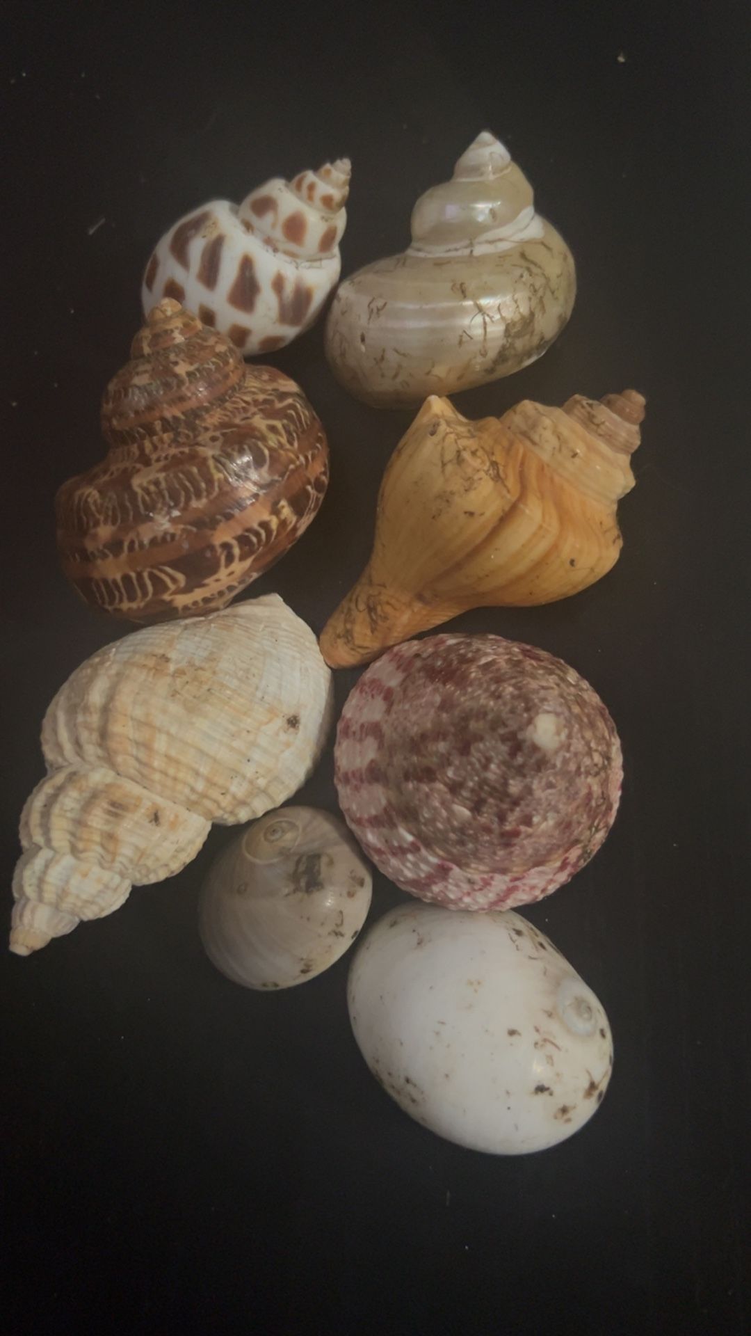 Hermit Crab Shells