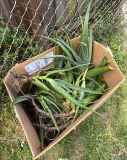 Aloe Vera