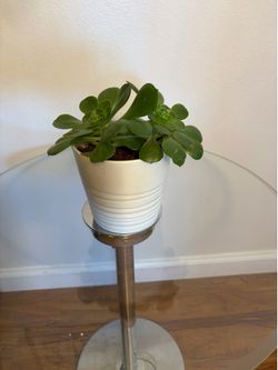 Plant