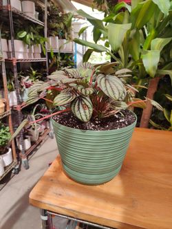 Watermelon Peperomia