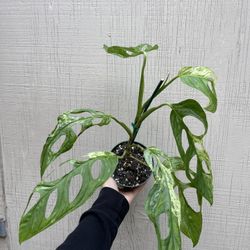 5” monstera mint