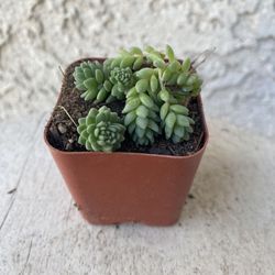 2 Inch Pot Succulent Plant - Sedum Dasyphyllum Major Corsican Stonecrop - Rooted & Established - Drought Resistant 🪴 Perfect Baby Bridal Shower Favor