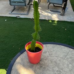 Exotic Cactus 🌵 Live Plant 🪴 