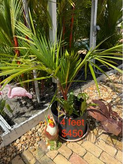 Lipstick Palms 4 feet to 15 feet  (Cyrtosrachys Renda)