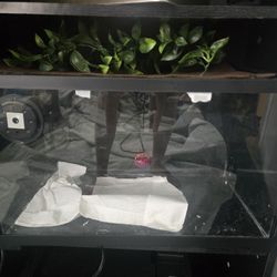 20 Gallon Terrarium 