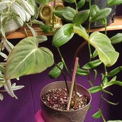 Philodendron Dean McDowell 